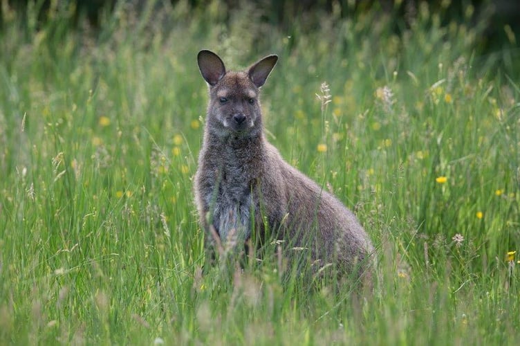 A wallaby in Manx grassland