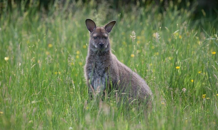 A wallaby in Manx grassland