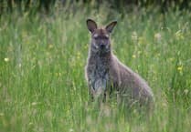 Fascinating talk to take place on health of island's wallaby population