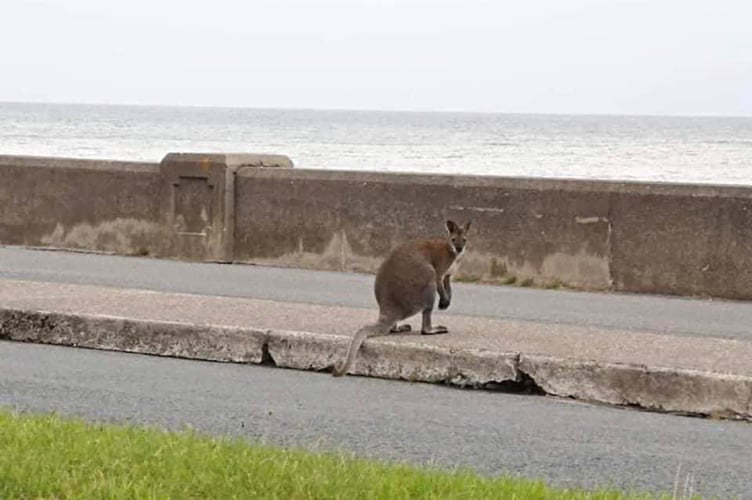 A wallaby was spotted on the Ramsey promenade in 2021