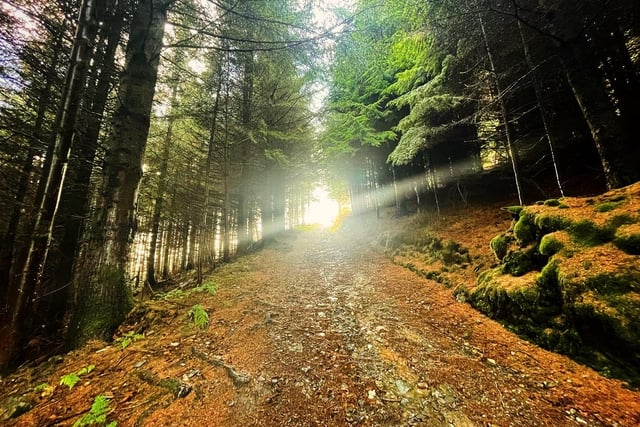 The macabre hill with lush woodland and stunning views at the top