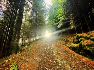 The macabre hill with lush woodland and stunning views at the top
