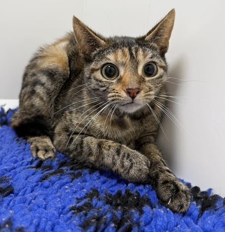 Saffron the cat is available for adoption