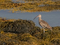 A fascinating look at the only intertidal mud habitat on the island