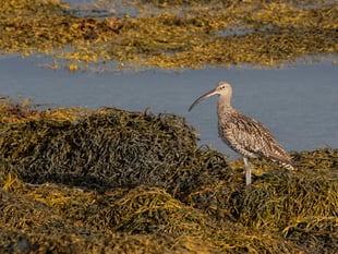 A fascinating look at the only intertidal mud habitat on the island