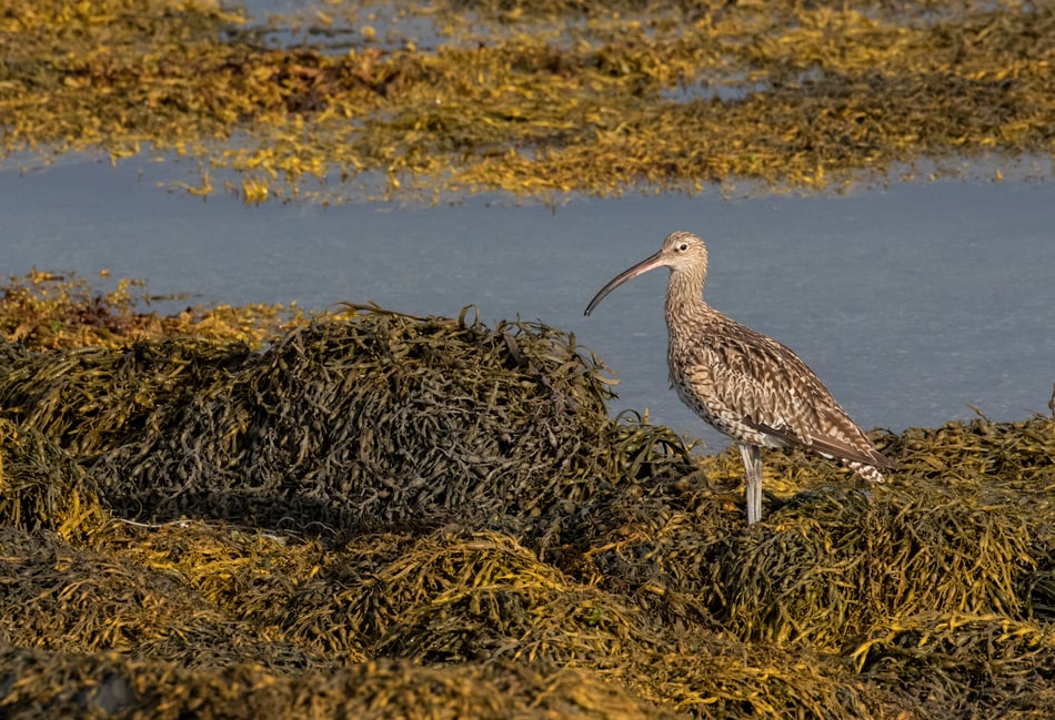 Coastal bird workshop planned at Niarbyl