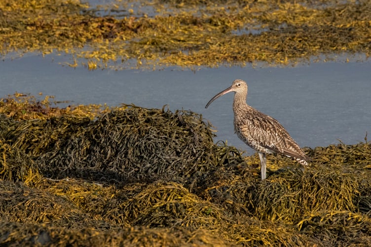 A Curlew bird at Langness