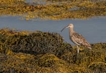 Coastal bird workshop planned at Niarbyl