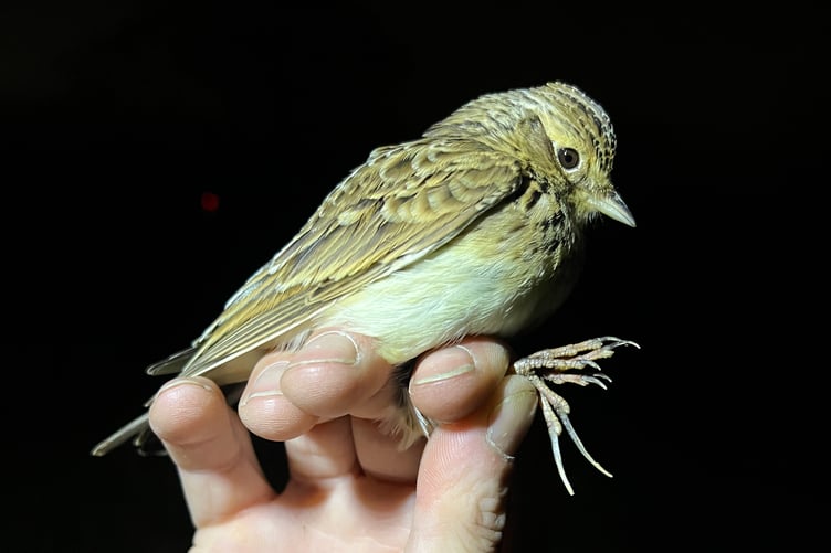 A skylark is ready to be released