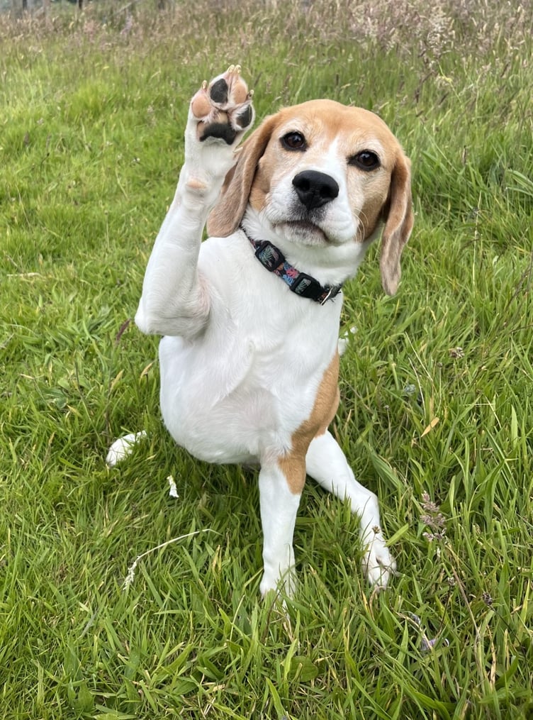 Penny the beagle is available for adoption