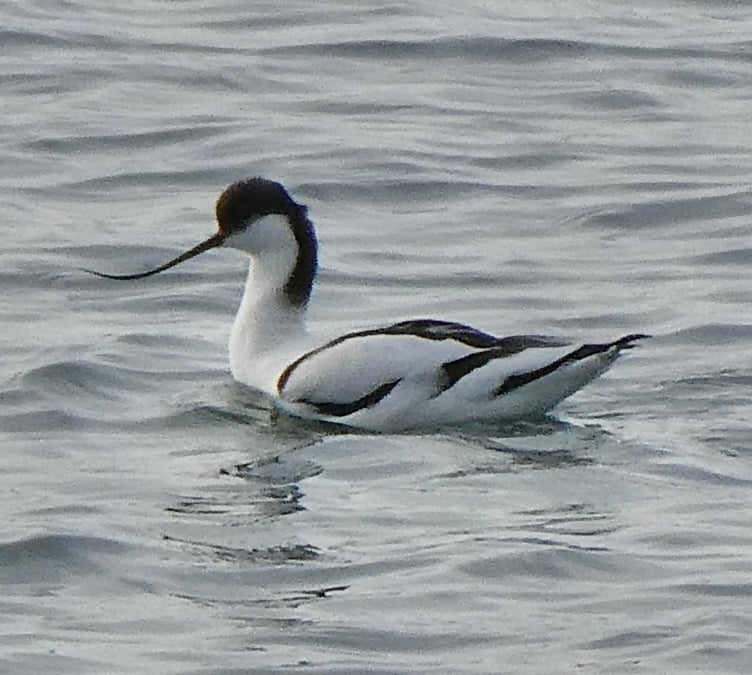 The avocet seen at Standhall in the south of the island