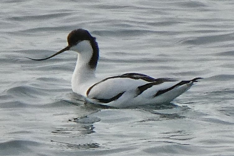 The avocet seen at Standhall in the south of the island