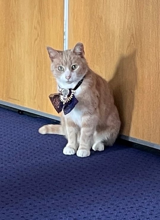 Thomas The Town Cat with his new collar