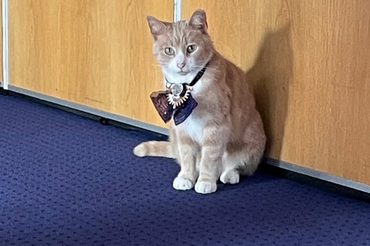 Thomas The Town Cat with his new collar
