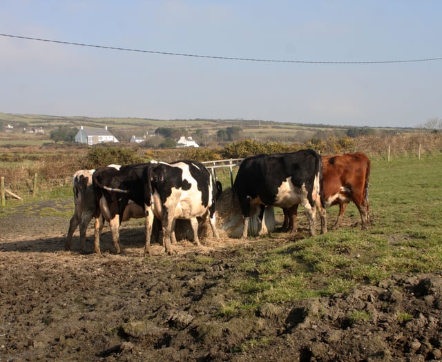 Dairy firms rule-out taking part in controversial new cow feed trial