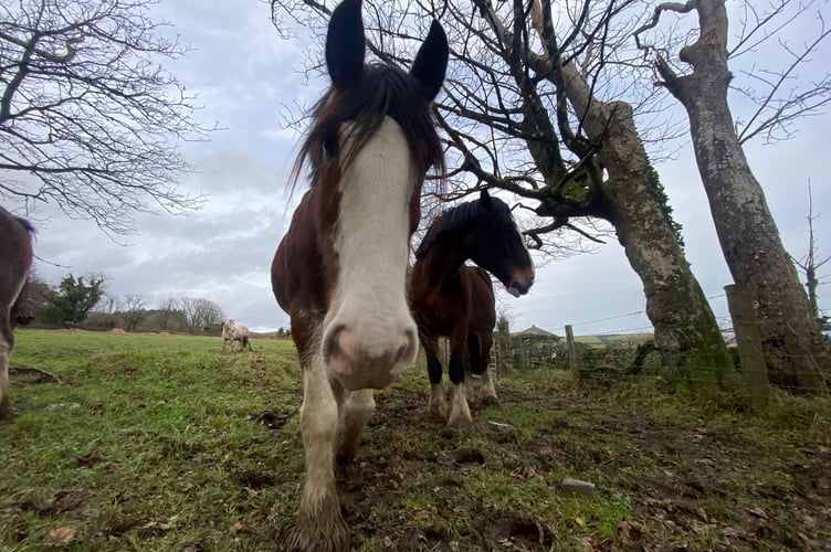 The Douglas Tram horses enjoying a well deserved rest 