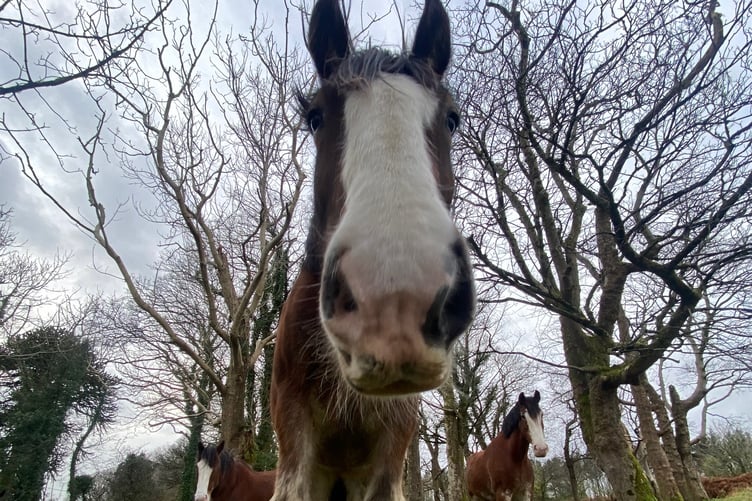 Clydesdale and Shire horses, pure and crossbred, are well suited to pulling horse trams with their immense power, large round feet and generally good temperament