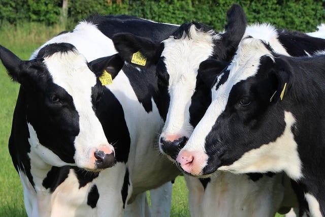 'Everything is being done' to protect livestock from viral disease