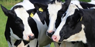 Urgent Tynwald question tabled on bluetongue TT spread fears