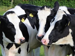 Urgent Tynwald question tabled on bluetongue TT spread fears