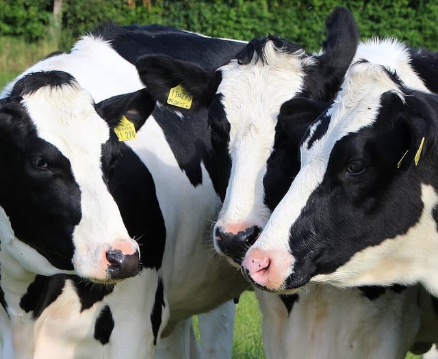 Urgent Tynwald question tabled on bluetongue TT spread fears