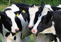 'Everything is being done' to protect Isle of Man's livestock from viral disease
