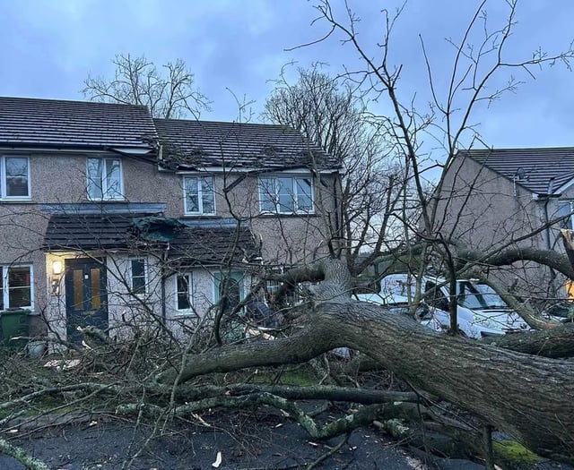 Shock as tree comes within inches of falling through roof in storm