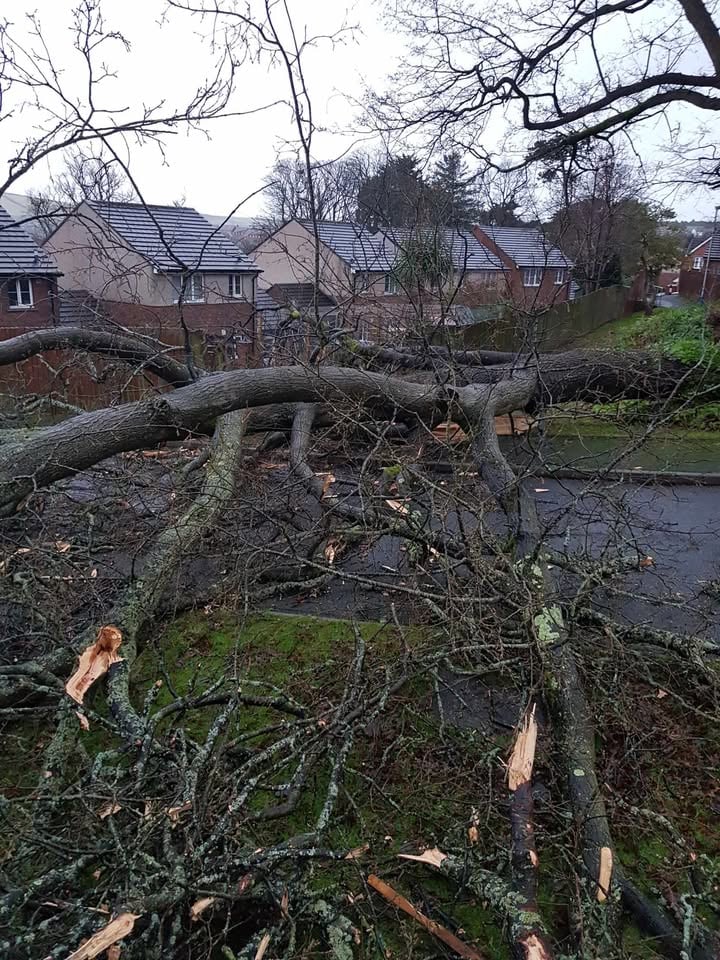 The tree blocking Harcroft Meadow in Douglas