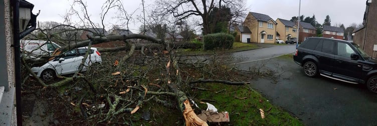 The tree blocking Harcroft Meadow in Douglas