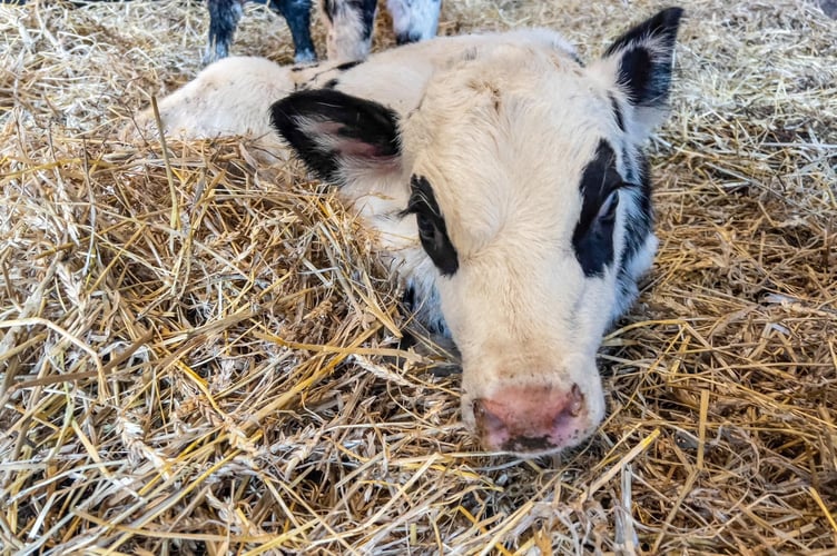 Meet Dara, a beautiful heifer calf born in the middle of Storm Darragh yesterday on Ballamoar Farm in Patrick, farmed by the Goodwin family