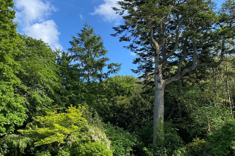The silver fir standing proudly at Claughbane farmhouse