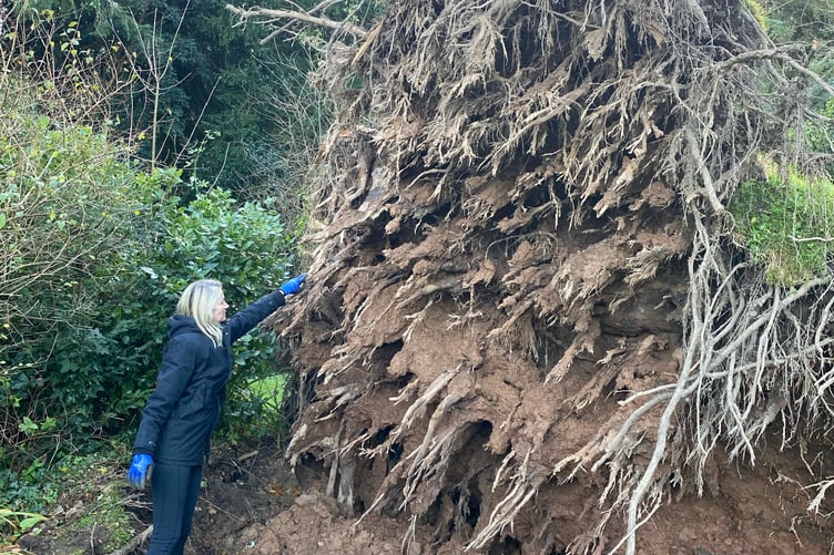 Jasmine Lilleby standing next to the uprooted silver fir tree planted in 1847 to mark Queen Victoria's island visit