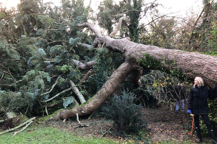 Jasmine Lilleby stands next to the fallen silver fir at Claughbane farmhouse