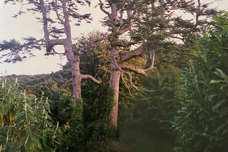 The two trees planted in 1847 at Claughbane farmhouse dedicated to Queen Victoria and Prince Albert