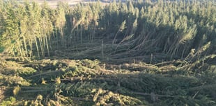Harvesting operation to begin in Manx plantations following storms