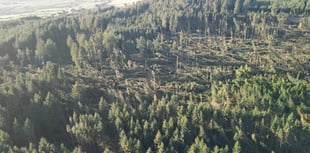 Many glens and plantations remain closed after Storm Darragh damage