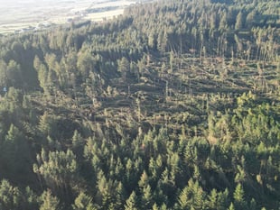 Many glens and plantations remain closed after Storm Darragh damage
