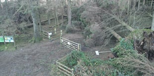 Operation to clear fallen trees at popular planation set to begin