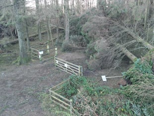 Operation to clear fallen trees at popular planation set to begin