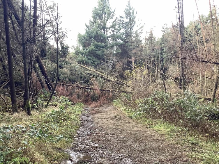 Storm Darragh caused extensive damage to the island's plantations