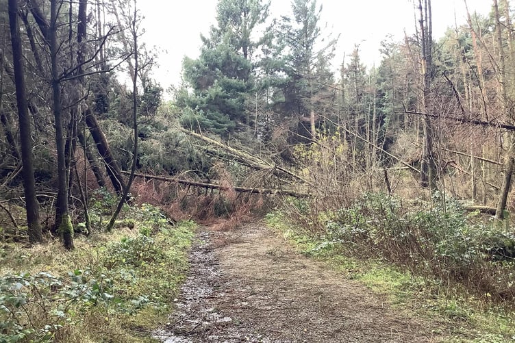 Storm Darragh caused extensive damage to the island's plantations