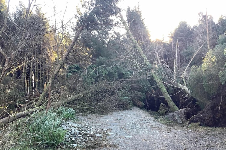 Storm Darragh caused extensive damage to the island's plantations