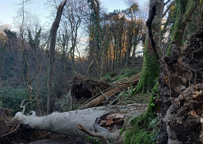 Storm Darragh caused extensive damage to the island's plantations