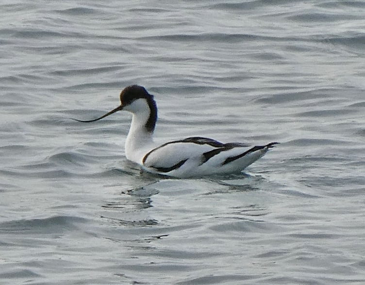 This avocet has been a rare visitor to the Isle of Man in recent weeks