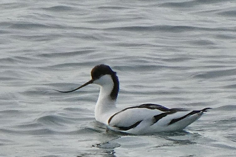 This avocet has been a rare visitor to the Isle of Man in recent weeks