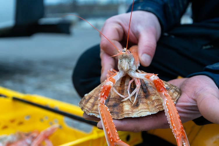 The first sustainable catch of king scallops and langoustine have been landed in the Isle of Man