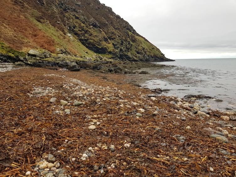 Algae on Fleshwich beach