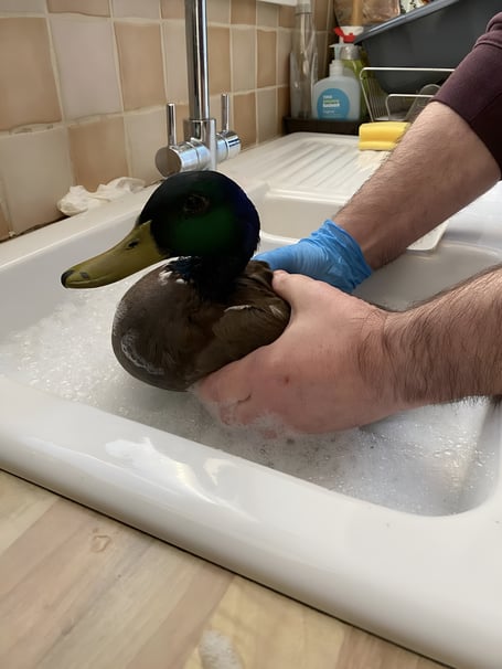 A duck named Donald is being treated after it was found covered in cooking oil at Governor's Hill duck pond