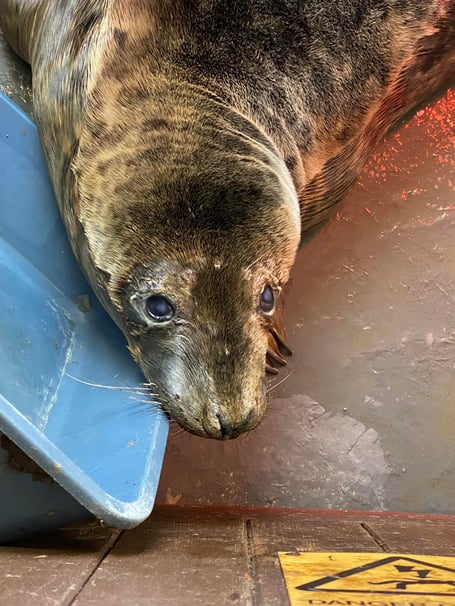 Seal Fenella rescued from a Peel beach set to be released back into the wild