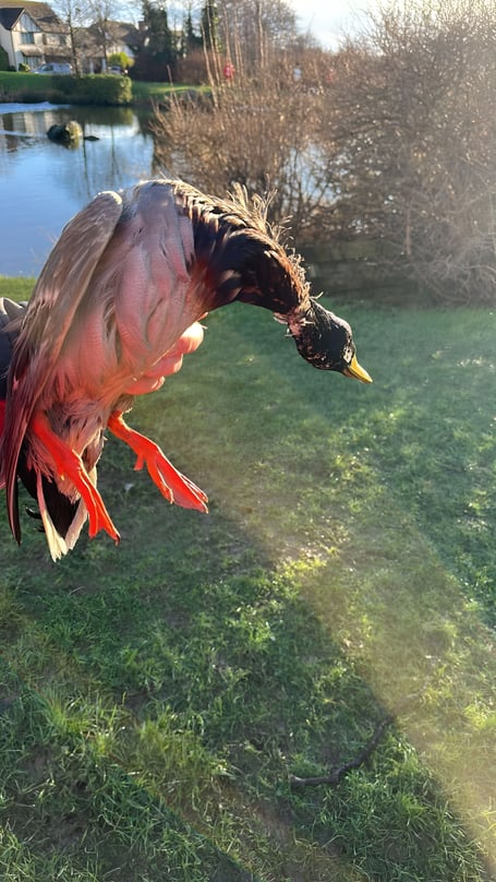 Another duck has been found covered in oil at the pond in Governor's Hill, Douglas